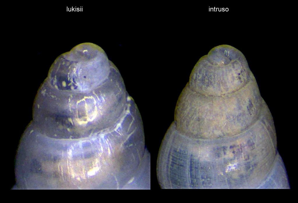 Odostomia da confermare